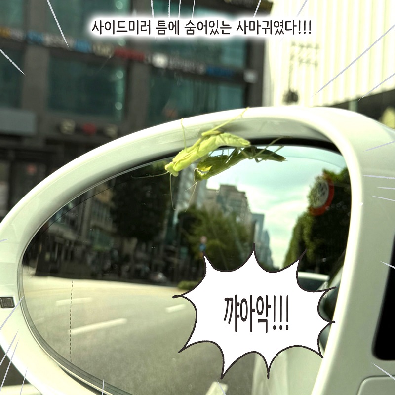 조변과 사마귀 — 웹툰 장면 19
