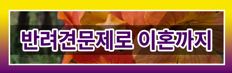반려견의 죽음에 공감하지 못하는 배우자의 태도를 이혼 사유로 삼을 수 있나요? — 관련 이미지 2